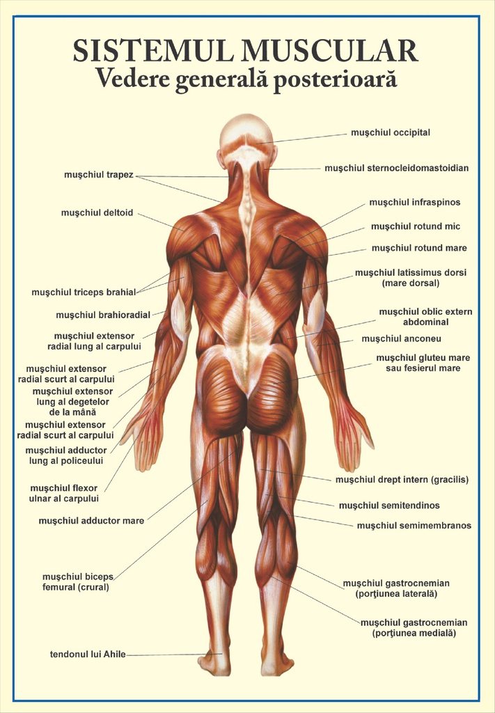 Sistemul muscular - vedere posterioara