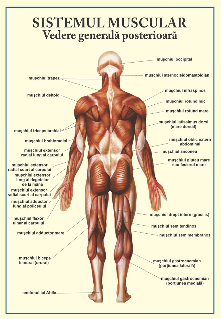 Sistemul muscular - vedere posterioara