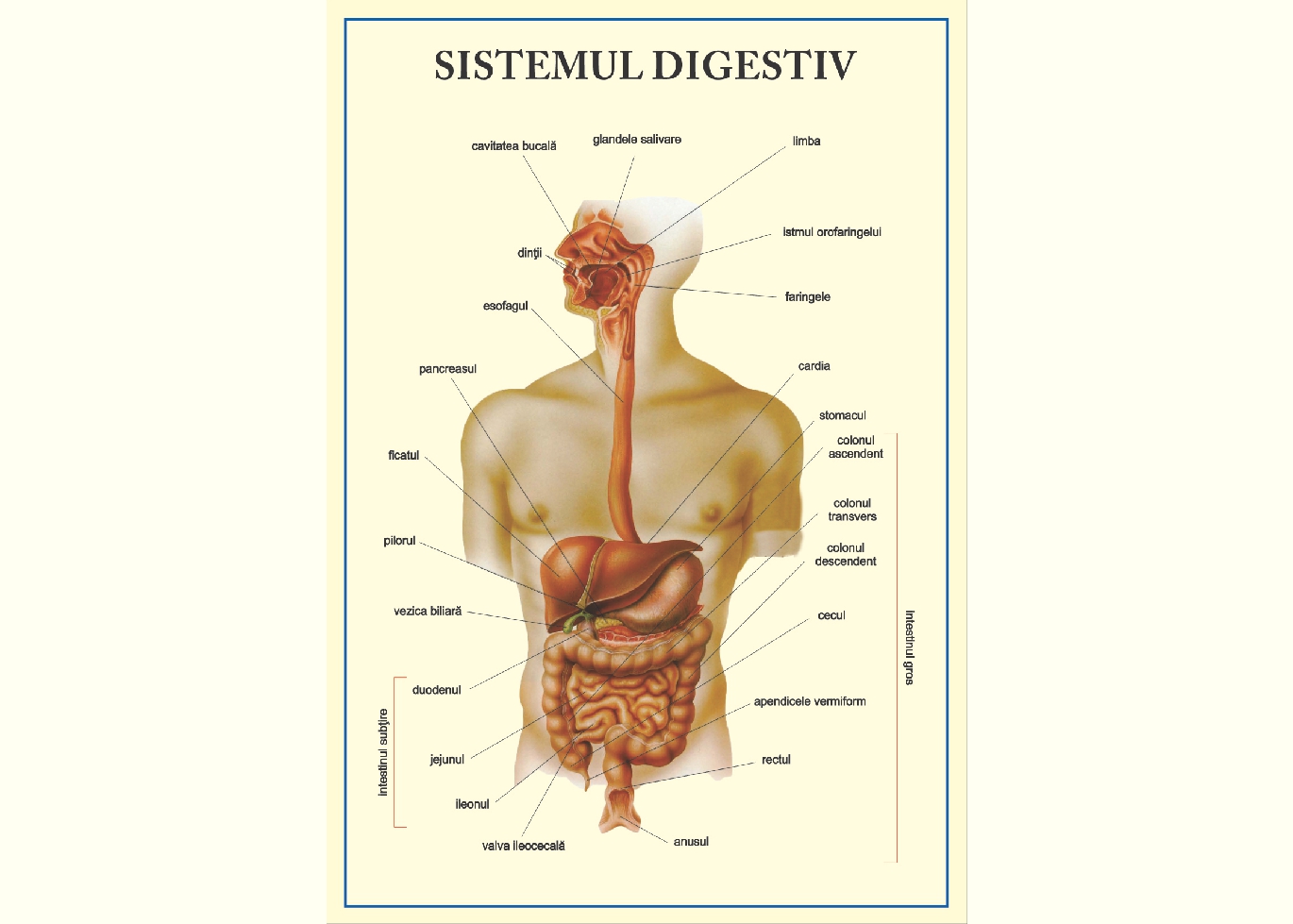 Sistemul digestiv - tip vedere