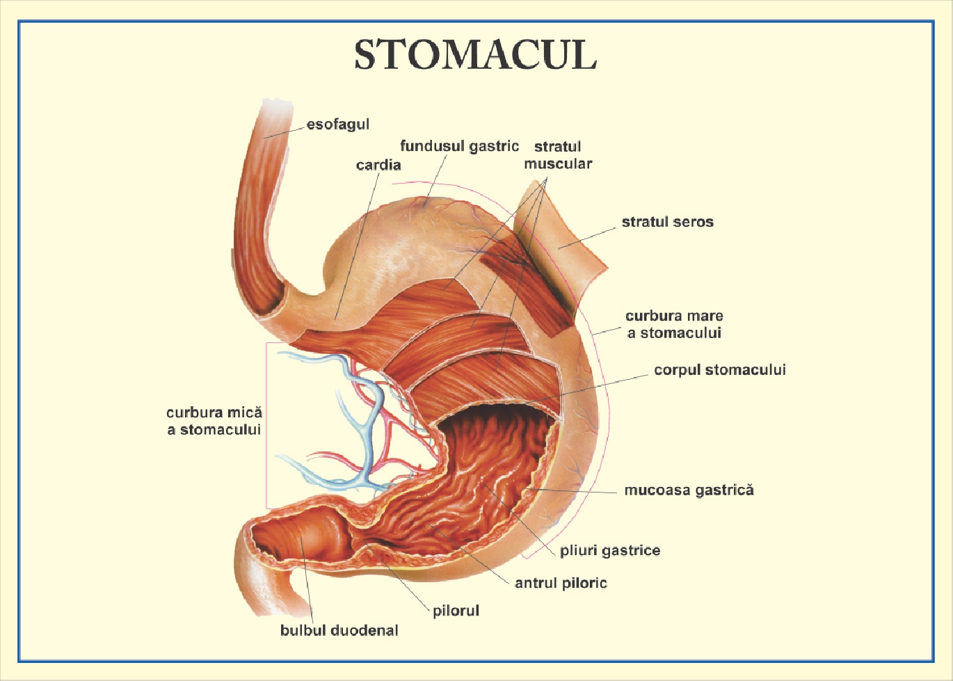 Stomacul
