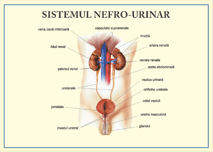Sistemul nefro-urinar - prezetare gif