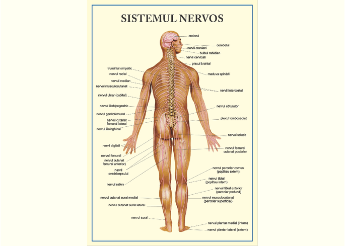 Sistemul nervos - prezentare gif